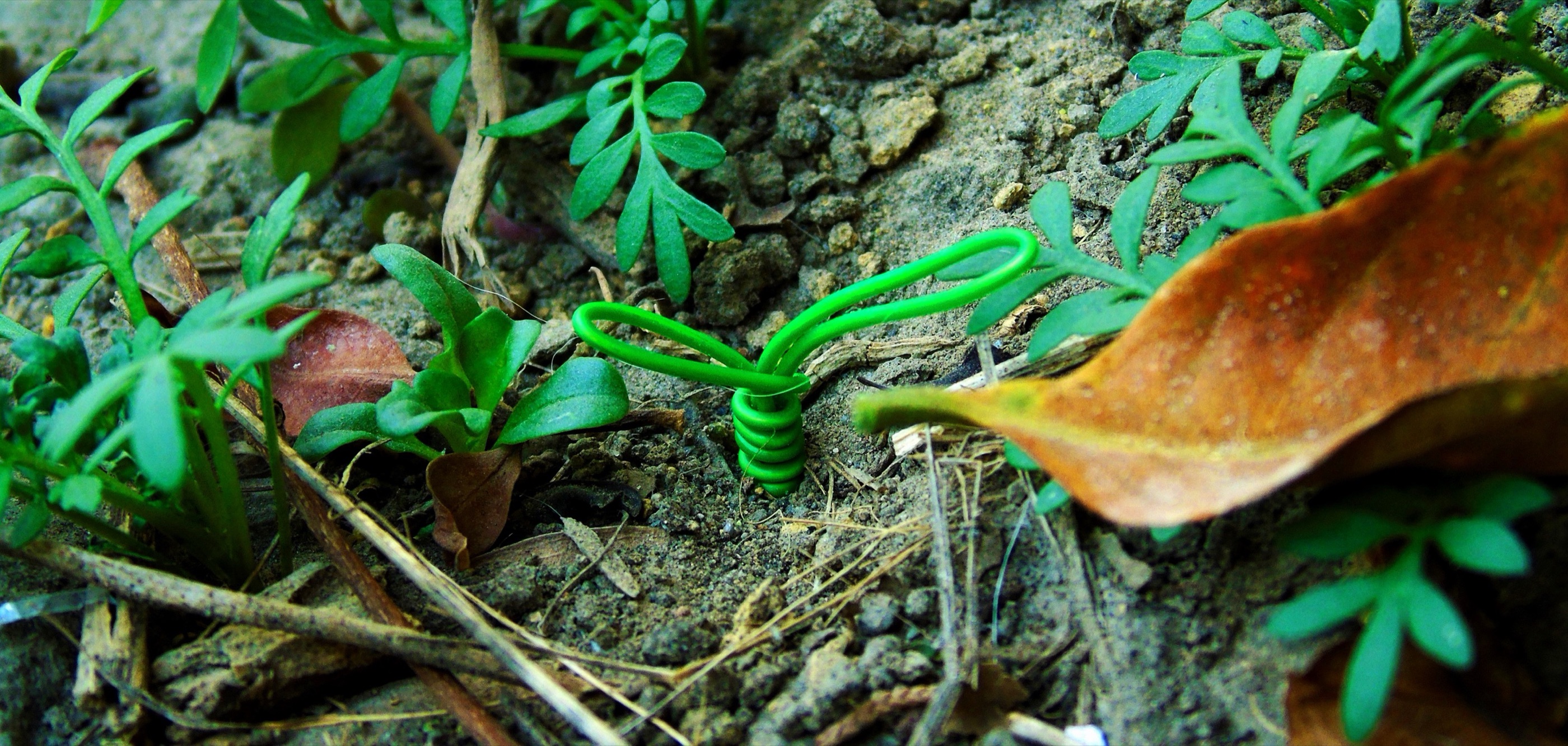 Un brote de alambre verde hecho a mano entre plantas, tierra y una hoja seca